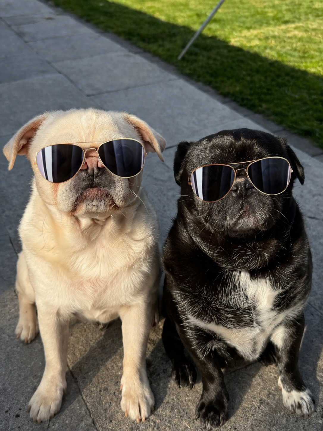 Pugzuk avatar